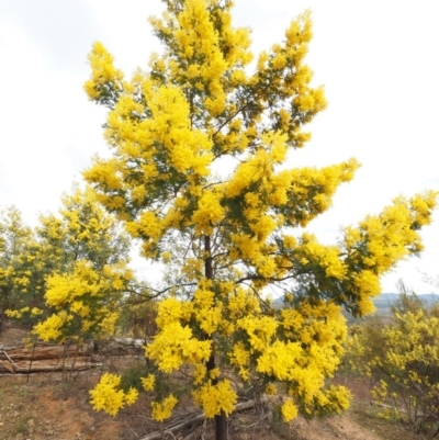 Acacia decurrens (Green Wattle) at Cotter River, ACT - 29 Aug 2015 by KenT