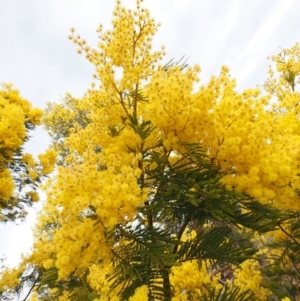 Acacia decurrens at Cotter River, ACT - 30 Aug 2015