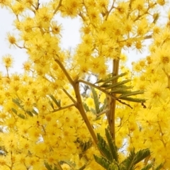 Acacia decurrens at Cotter River, ACT - 30 Aug 2015 08:14 AM