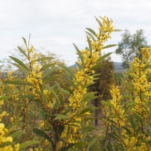 Acacia rubida at Cotter River, ACT - 30 Aug 2015 08:19 AM