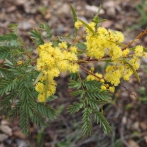 Acacia rubida at Cotter River, ACT - 30 Aug 2015 08:19 AM