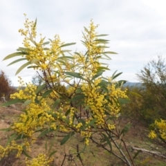 Acacia rubida at Cotter River, ACT - 30 Aug 2015 08:19 AM