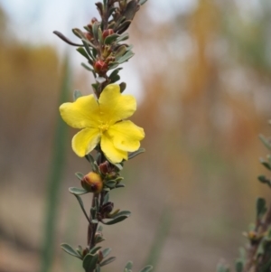 Hibbertia obtusifolia at Cotter River, ACT - 30 Aug 2015 10:03 AM