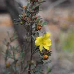 Hibbertia obtusifolia at Cotter River, ACT - 30 Aug 2015 10:03 AM