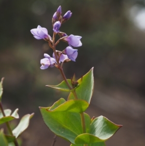 Veronica perfoliata at Cotter River, ACT - 30 Aug 2015