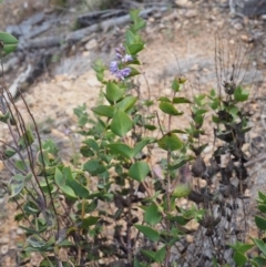 Veronica perfoliata at Cotter River, ACT - 30 Aug 2015 08:57 AM