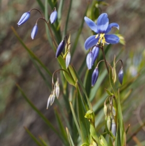 Stypandra glauca at Cotter River, ACT - 30 Aug 2015 09:18 AM