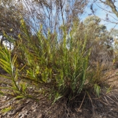 Stypandra glauca at Cotter River, ACT - 30 Aug 2015 09:18 AM