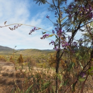 Hardenbergia violacea at Cotter River, ACT - 30 Aug 2015 09:36 AM