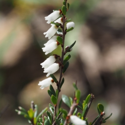 Cryptandra amara (Bitter Cryptandra) at Bullen Range - 30 Aug 2015 by KenT