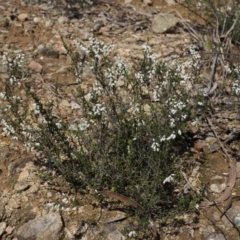 Cryptandra amara at Paddys River, ACT - 30 Aug 2015 11:58 AM