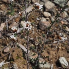 Cryptandra speciosa subsp. speciosa (Silky Cryptandra) at Bullen Range - 30 Aug 2015 by KenT