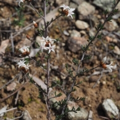 Cryptandra speciosa subsp. speciosa (Silky Cryptandra) at Paddys River, ACT - 30 Aug 2015 by KenT