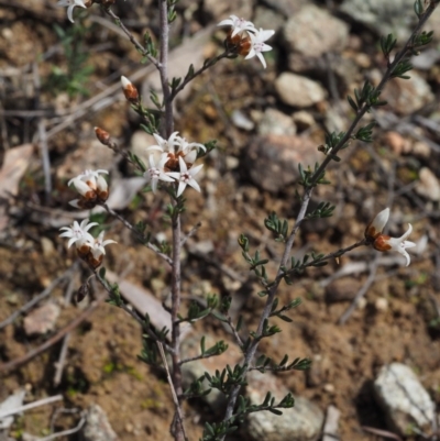 Cryptandra speciosa subsp. speciosa (Silky Cryptandra) at Bullen Range - 30 Aug 2015 by KenT