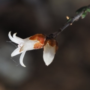 Cryptandra speciosa subsp. speciosa at Paddys River, ACT - 30 Aug 2015