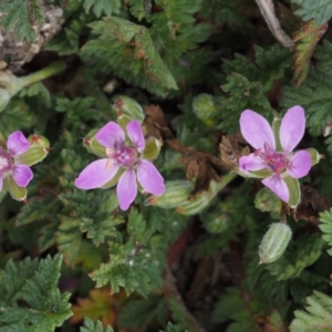 Erodium cicutarium at Paddys River, ACT - 30 Aug 2015 12:50 PM