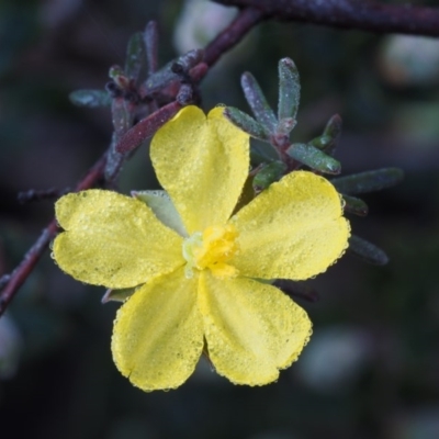 Hibbertia stricta (A Guinea-flower) at Bullen Range - 4 Sep 2015 by KenT