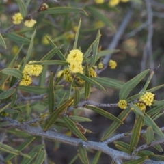 Acacia siculiformis at Paddys River, ACT - 5 Sep 2015