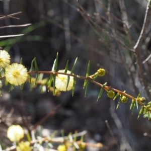 Acacia ulicifolia at Paddys River, ACT - 5 Sep 2015