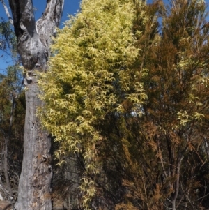 Clematis leptophylla at Paddys River, ACT - 5 Sep 2015 12:51 PM