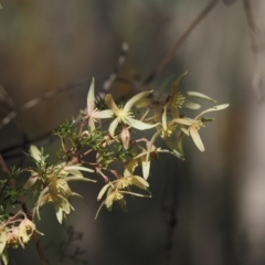 Clematis leptophylla at Paddys River, ACT - 5 Sep 2015 12:51 PM