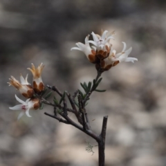 Cryptandra speciosa subsp. speciosa (Silky Cryptandra) at Paddys River, ACT - 5 Sep 2015 by KenT