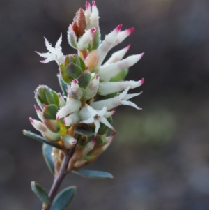 Brachyloma daphnoides at Coree, ACT - 5 Sep 2015