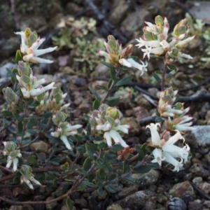 Brachyloma daphnoides at Coree, ACT - 5 Sep 2015