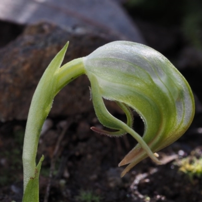 Pterostylis nutans (Nodding Greenhood) at Bullen Range - 5 Sep 2015 by KenT