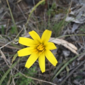 Microseris walteri at Gungahlin, ACT - 6 Sep 2015