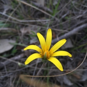 Microseris walteri at Gungahlin, ACT - 6 Sep 2015