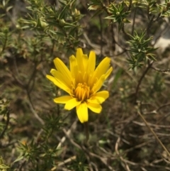 Microseris walteri (Yam Daisy, Murnong) at Gungahlin, ACT - 6 Sep 2015 by AaronClausen