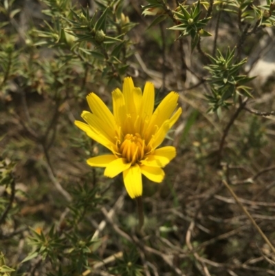 Microseris walteri (Yam Daisy, Murnong) at Gungahlin, ACT - 6 Sep 2015 by AaronClausen