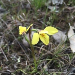 Diuris chryseopsis (Golden Moth) at Gungahlin, ACT - 6 Sep 2015 by AaronClausen