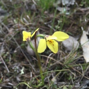 Diuris chryseopsis at Gungahlin, ACT - 6 Sep 2015