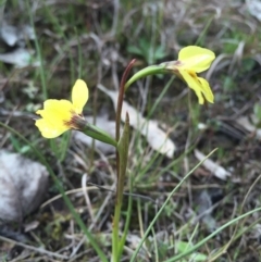 Diuris chryseopsis at Gungahlin, ACT - 6 Sep 2015