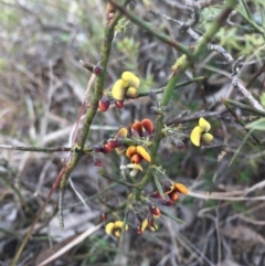 Daviesia genistifolia (Broom Bitter Pea) at Gungahlin, ACT - 6 Sep 2015 by AaronClausen