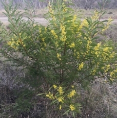 Acacia rubida at Gungahlin, ACT - 6 Sep 2015 04:03 PM