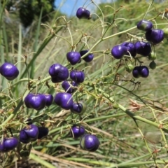 Dianella sp. aff. longifolia (Benambra) (Pale Flax Lily, Blue Flax Lily) at Conder, ACT - 15 Jan 2015 by MichaelBedingfield