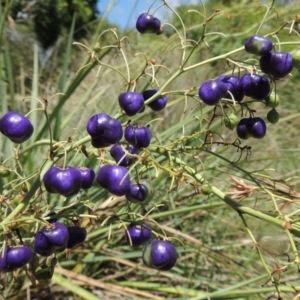 Dianella sp. aff. longifolia (Benambra) at Conder, ACT - 15 Jan 2015