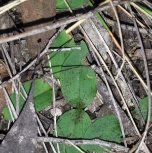 Chiloglottis reflexa at Canberra Central, ACT - 6 Sep 2015