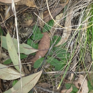 Chiloglottis reflexa at Canberra Central, ACT - 6 Sep 2015