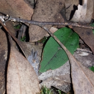 Chiloglottis reflexa at Canberra Central, ACT - suppressed