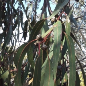 Eucalyptus globulus subsp. bicostata at Symonston, ACT - 5 Sep 2015 09:42 AM