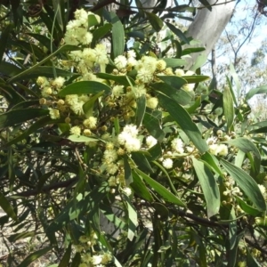 Acacia melanoxylon at Garran, ACT - 5 Sep 2015