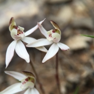 Caladenia fuscata at Acton, ACT - 6 Sep 2015