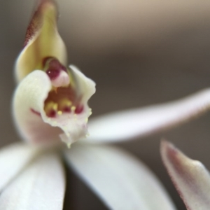 Caladenia fuscata at Acton, ACT - 6 Sep 2015