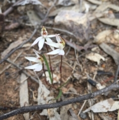 Caladenia fuscata at Acton, ACT - 6 Sep 2015