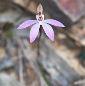 Caladenia fuscata at Acton, ACT - suppressed