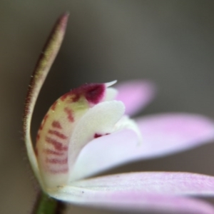 Caladenia fuscata at Acton, ACT - suppressed